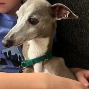 Benedetto (Macaroni) - Katy - I am available for adoption., a Adoptable Italian Greyhound in Bellaire, TX image 2/4