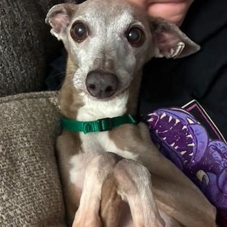 Benedetto (Macaroni) - Katy - I am available for adoption., a Adoptable Italian Greyhound in Bellaire, TX image 3/4
