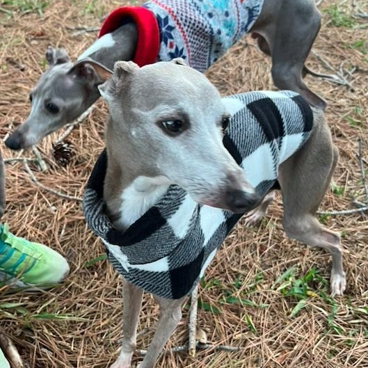 Benedetto (Macaroni) - Katy - I am available for adoption., a Adoptable Italian Greyhound in Bellaire, TX image 4/4