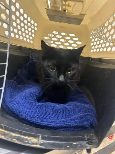 Roni — thumbnail 2