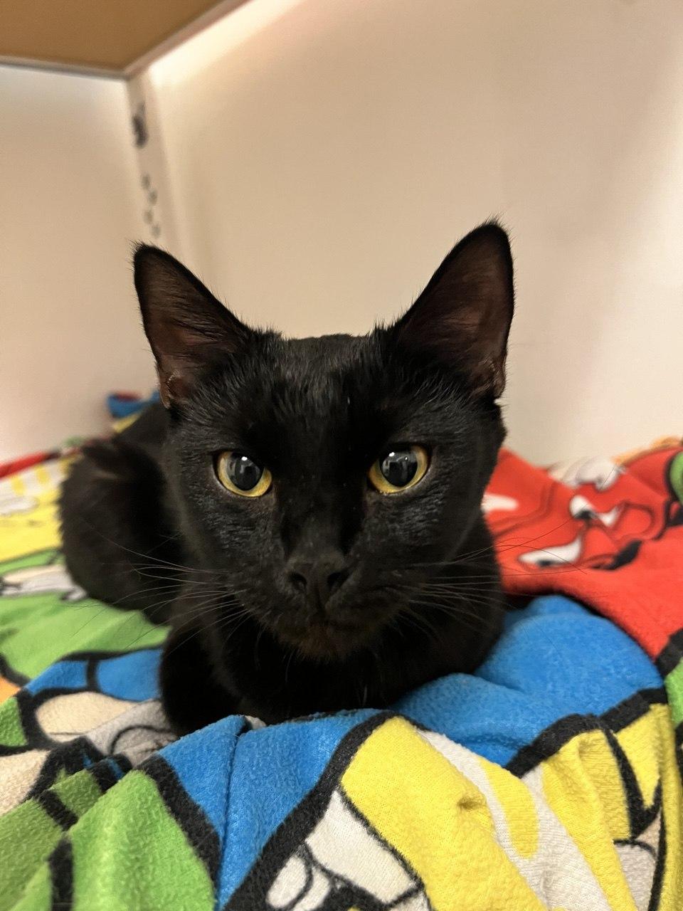 Roni — thumbnail 3