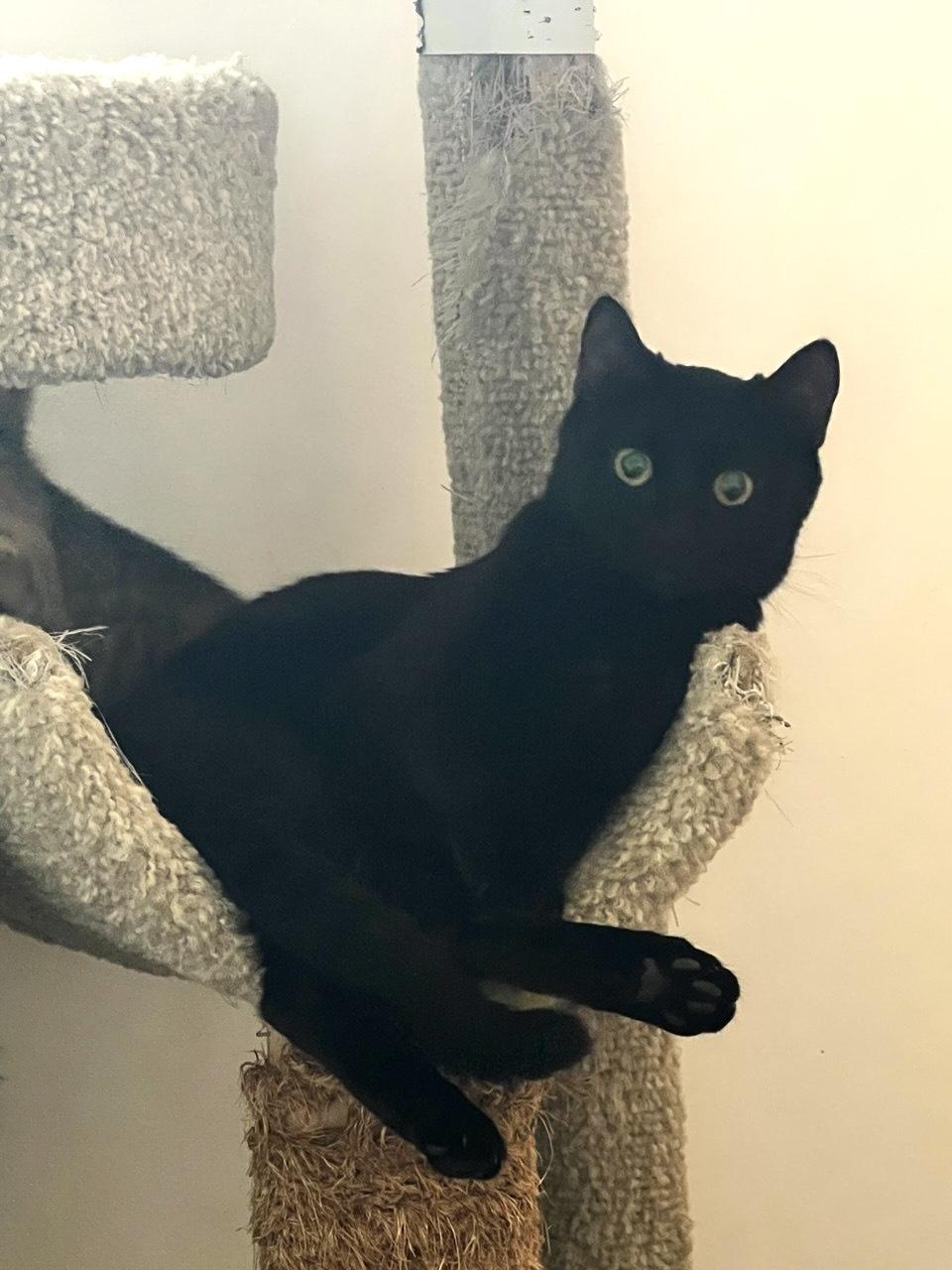 Roni — thumbnail 4