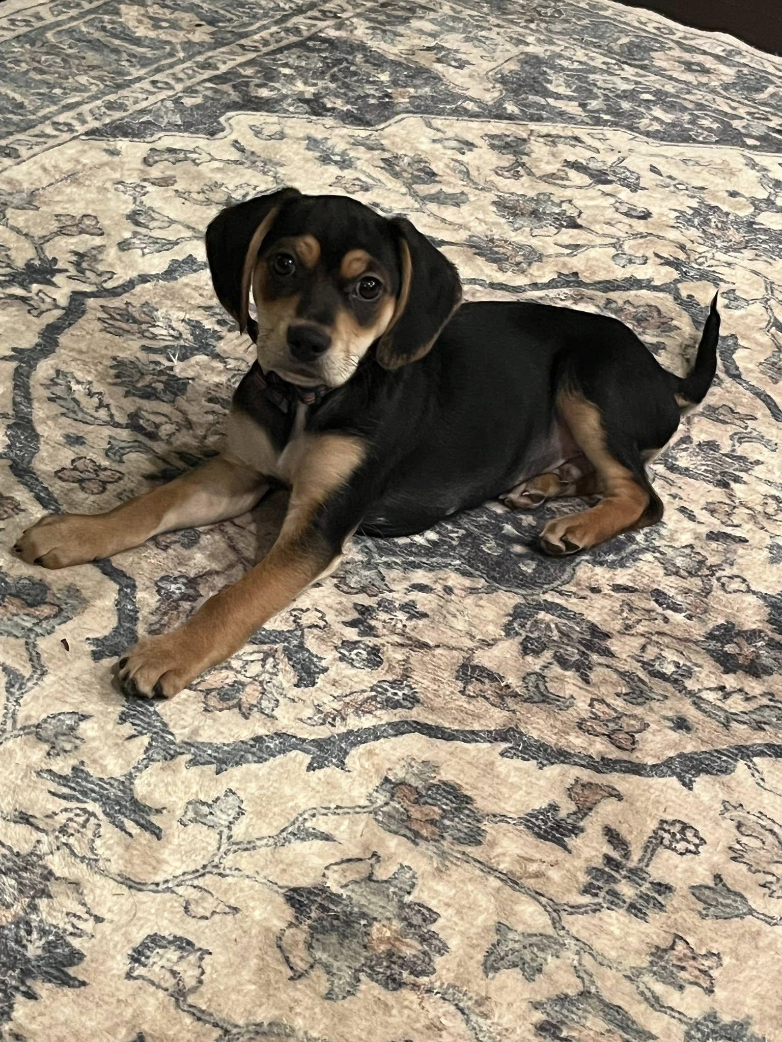 Enlarge Pickles, a ADOPTABLE mixed breed in Greenville, SC image 1/5