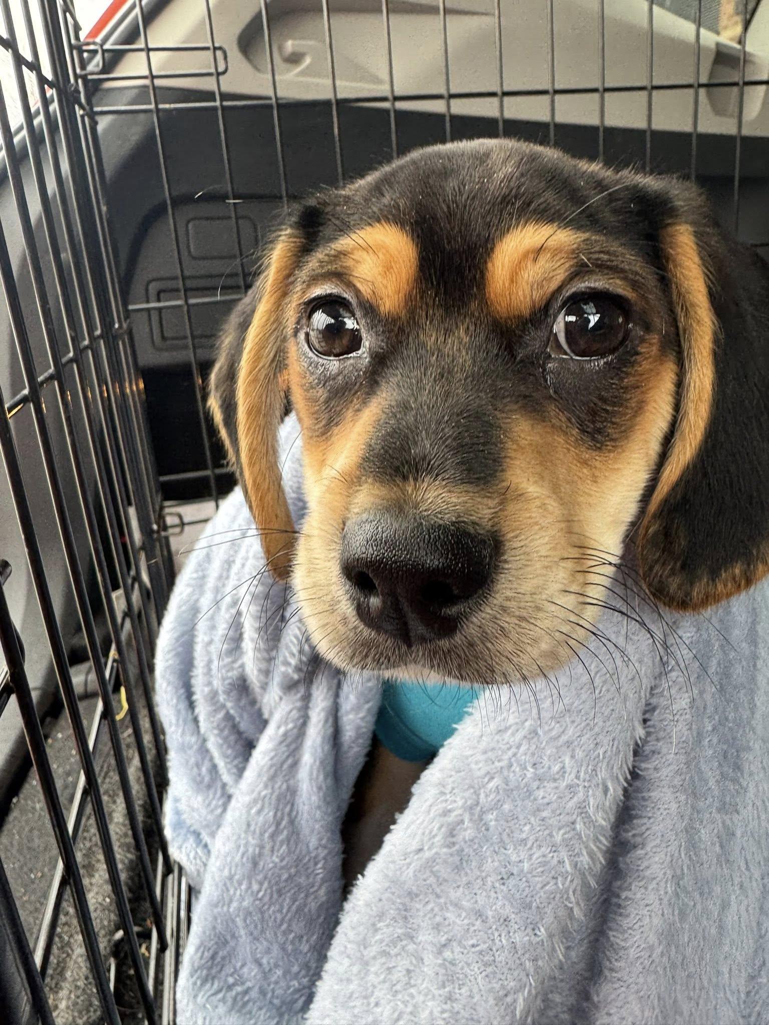 Enlarge Pickles, a ADOPTABLE mixed breed in Greenville, SC image 2/5