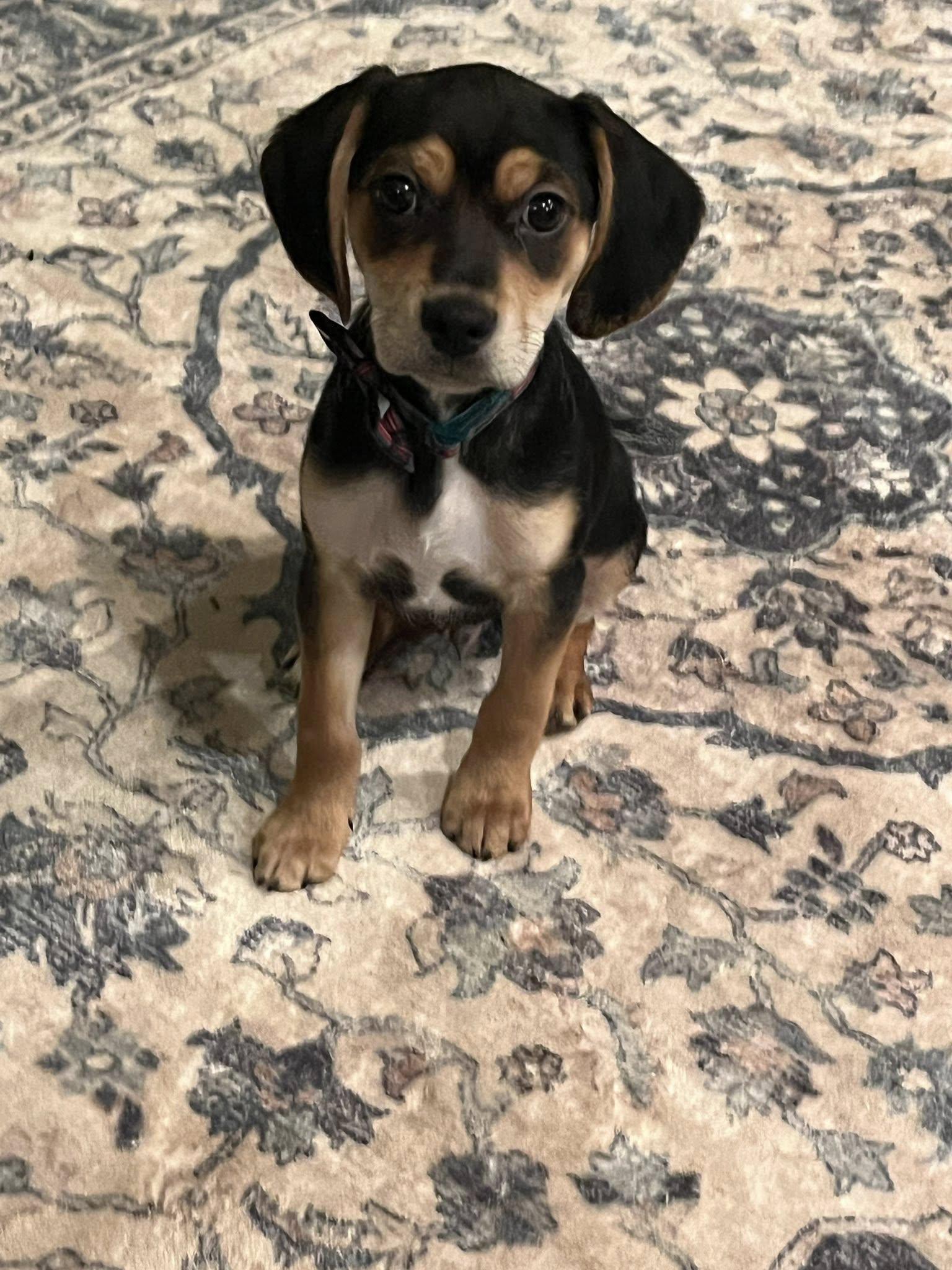 Enlarge Pickles, a ADOPTABLE mixed breed in Greenville, SC image 3/5