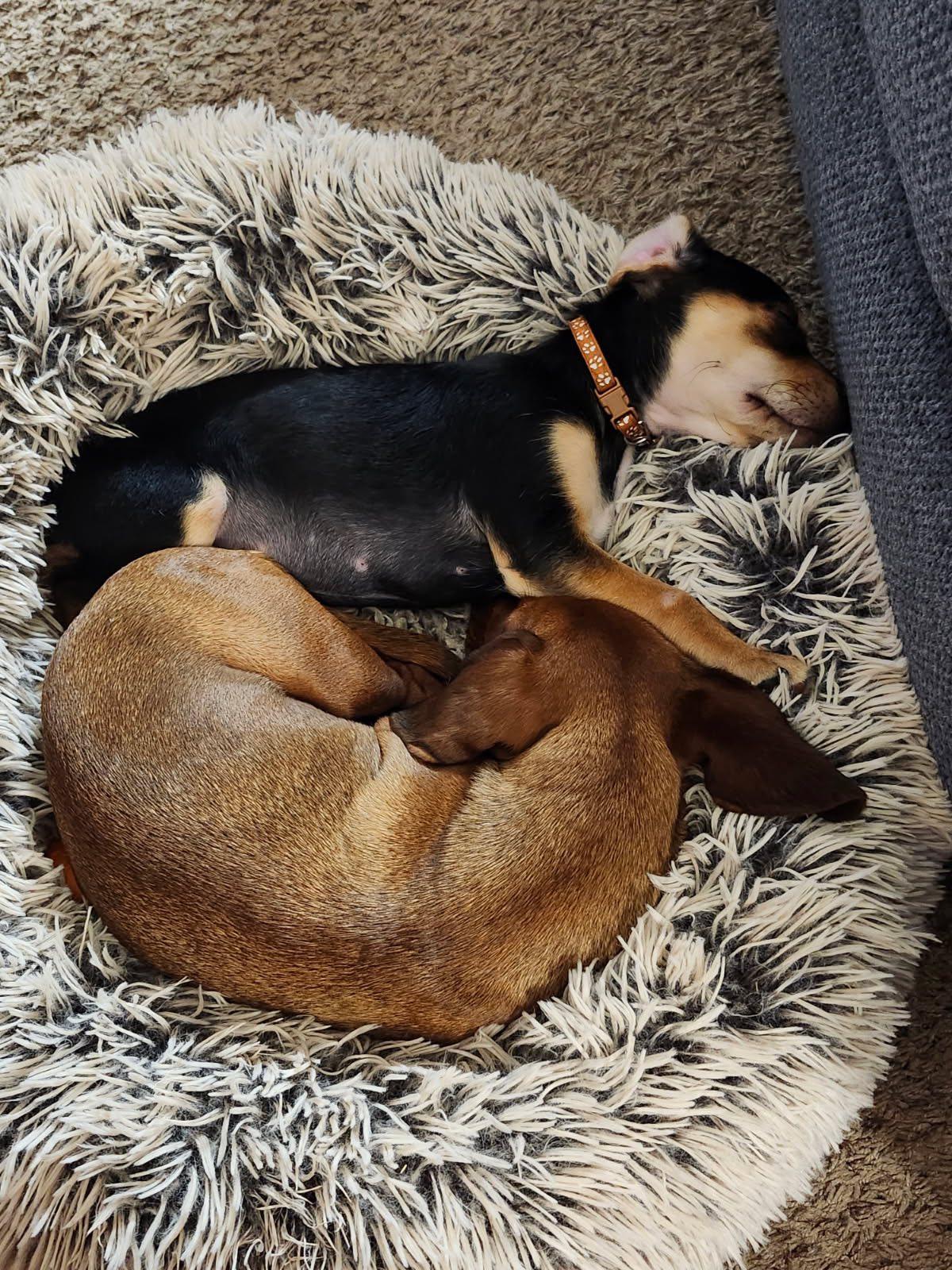 Enlarge Pickles, a ADOPTABLE mixed breed in Greenville, SC image 4/5