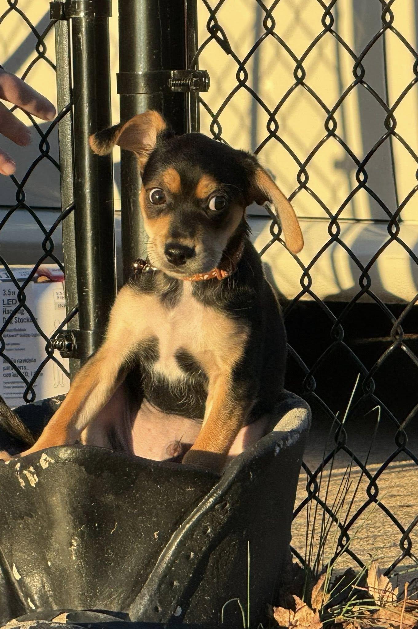 Enlarge Pickles, a ADOPTABLE mixed breed in Greenville, SC image 5/5