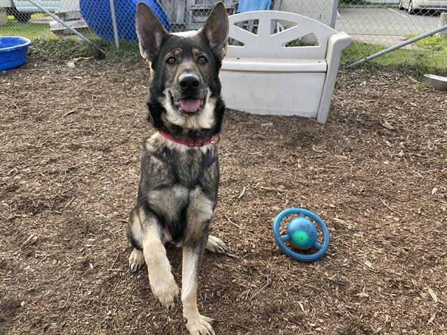 TESS, Adoptable, Adult Female German Shepherd Dog.