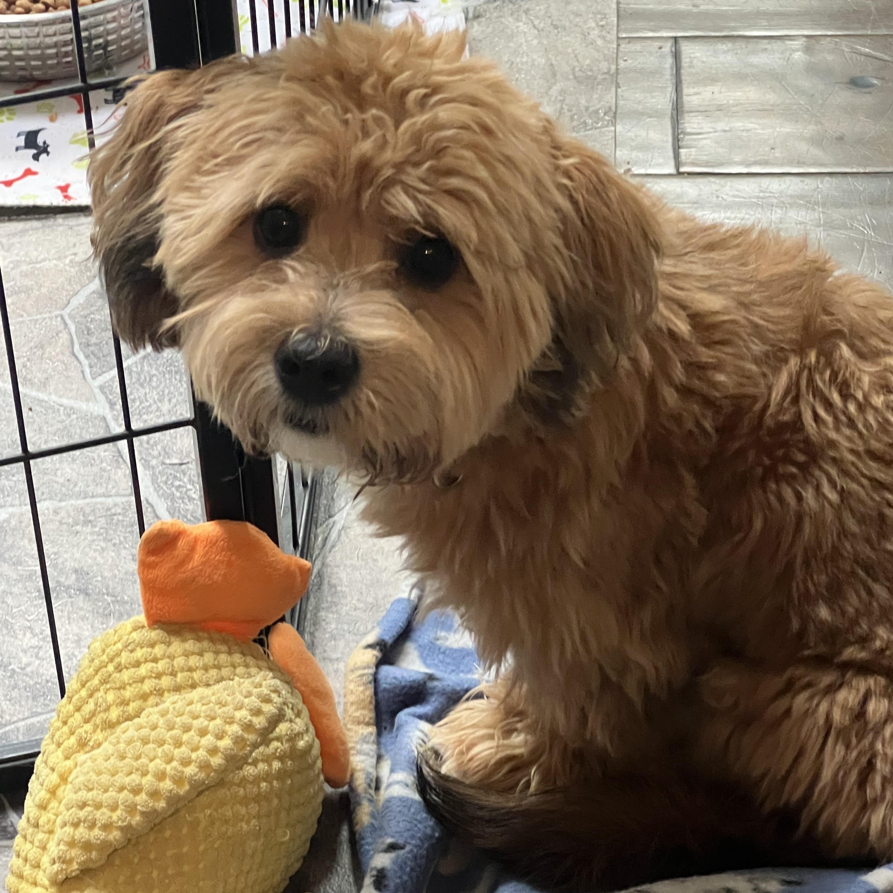 Enlarge Boyd, an adopted mixed breed in Bettendorf, IA image 6/6