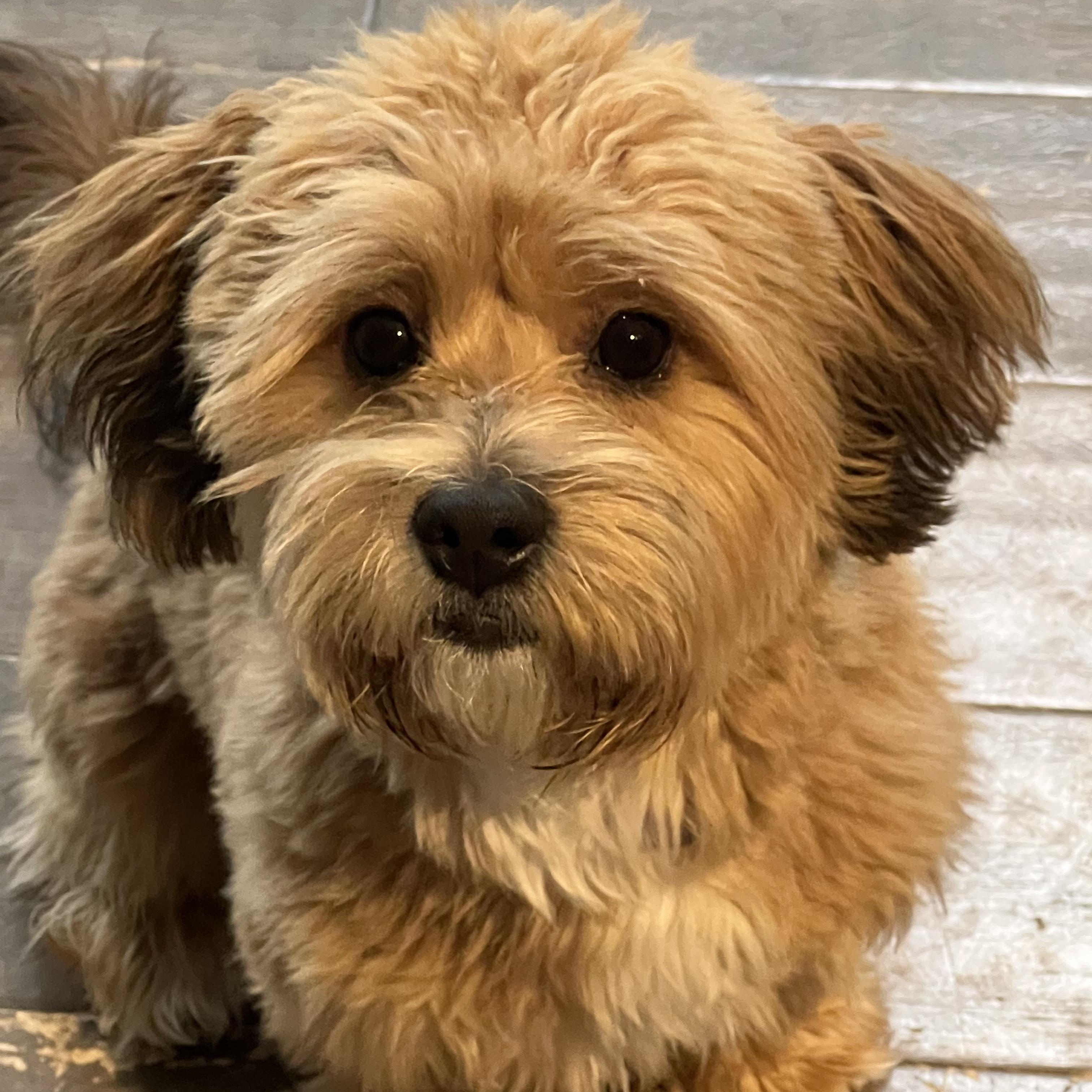 Enlarge Boyd, an adopted mixed breed in Bettendorf, IA image 2/6