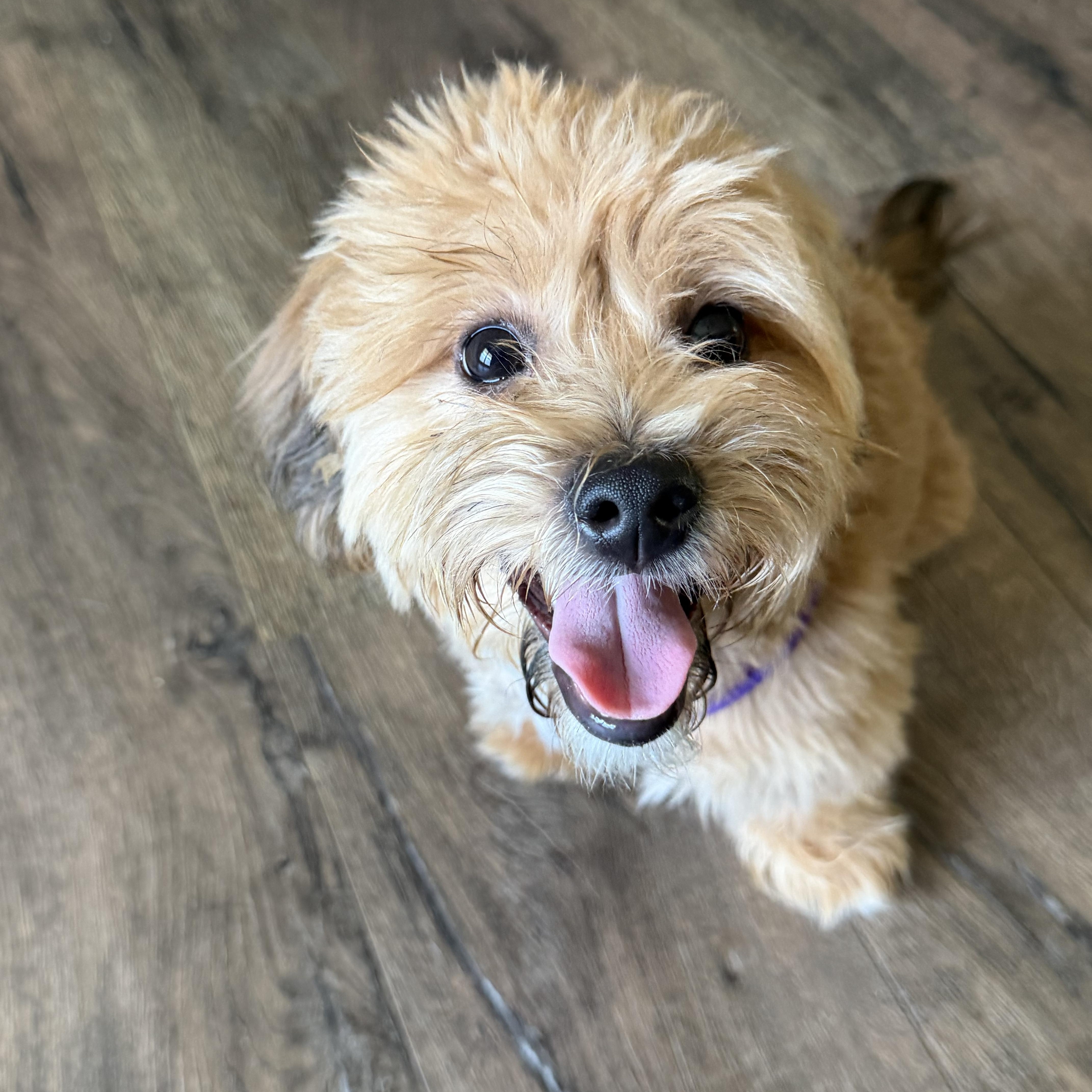 Enlarge Boyd, an adopted mixed breed in Bettendorf, IA image 1/6