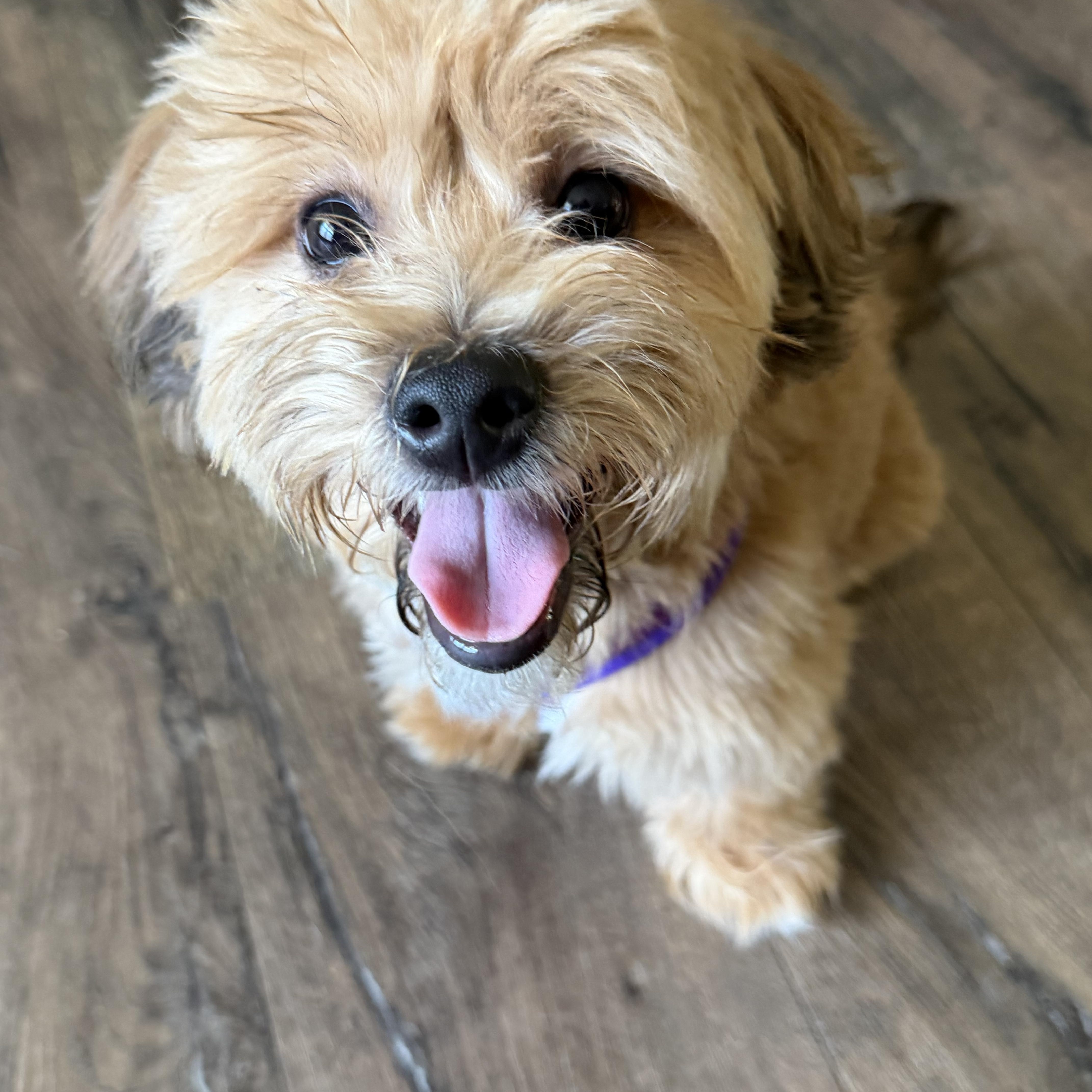 Enlarge Boyd, an adopted mixed breed in Bettendorf, IA image 4/6