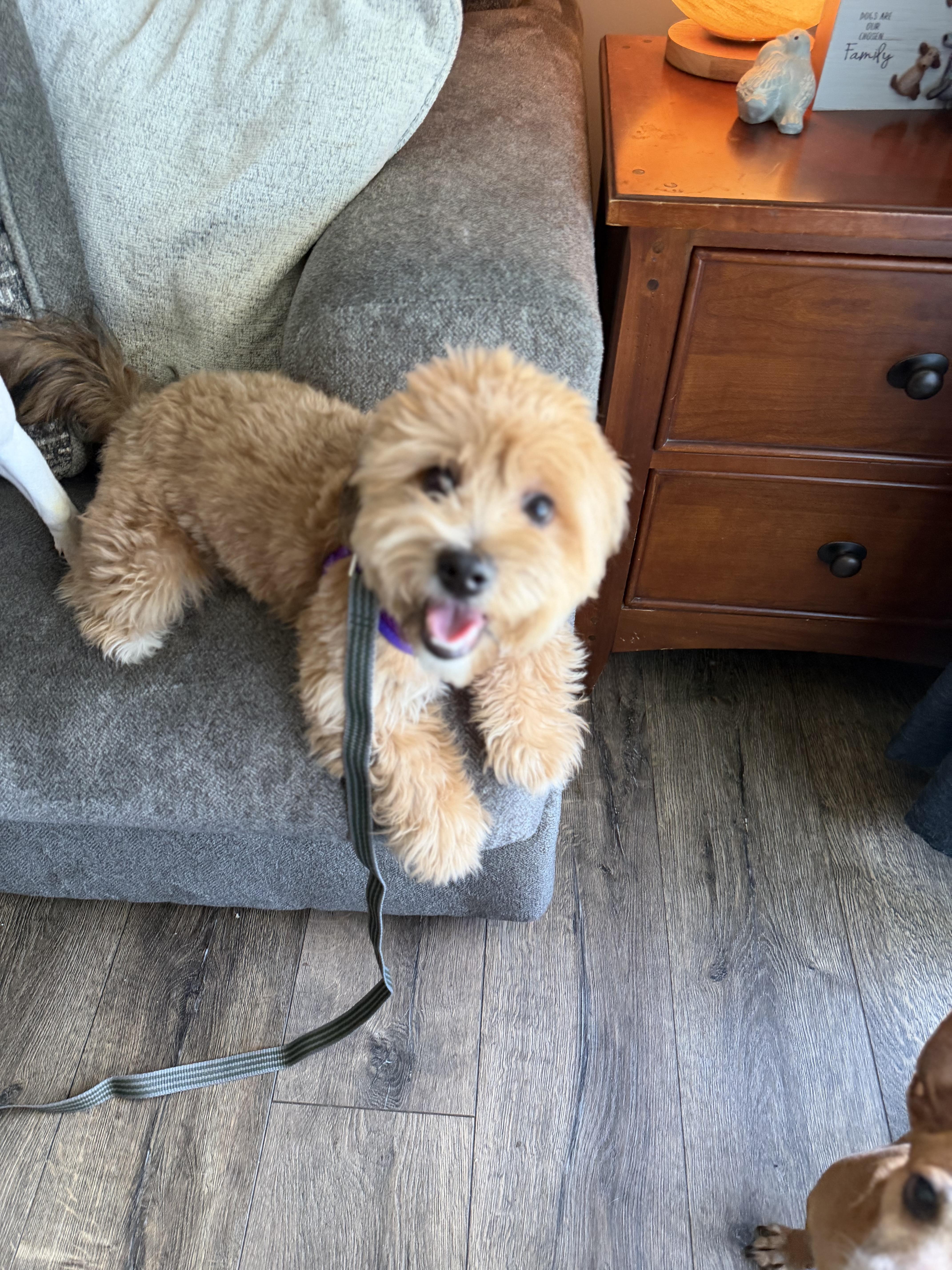 Enlarge Boyd, an adopted mixed breed in Bettendorf, IA image 5/6