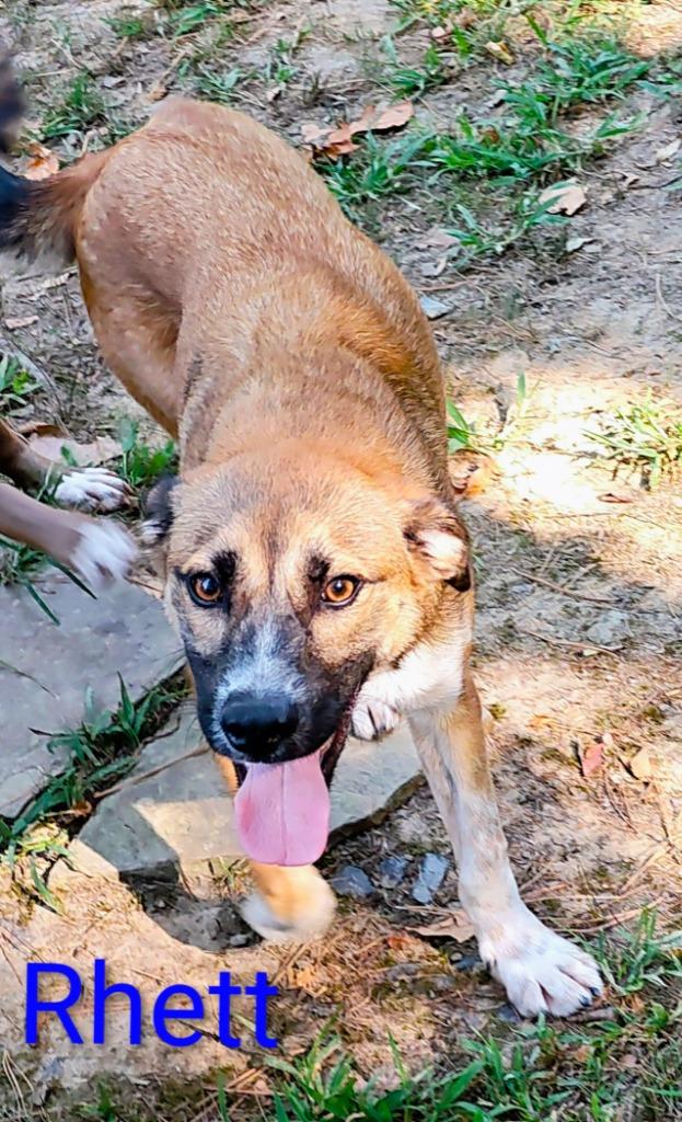 Rhett, Adoptable, Adult Male Australian Shepherd & Collie.