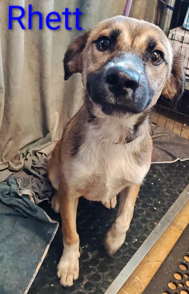 Rhett, Adoptable, Young Male Australian Shepherd.