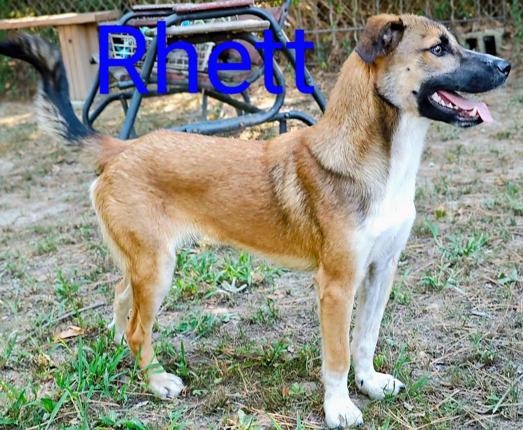 Enlarge Rhett, a Adoptable mixed breed in Mena, AR image 3/3