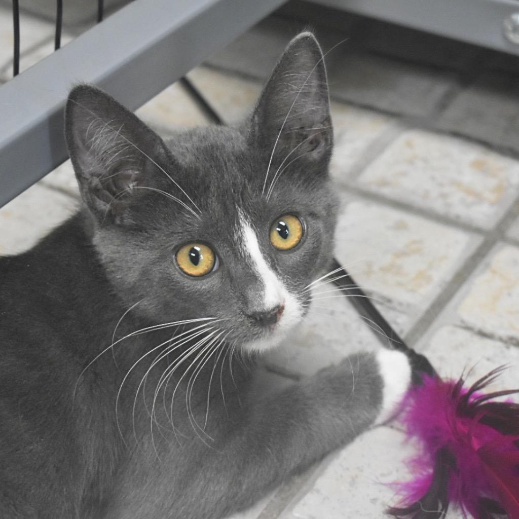 Sandy, Adopted, Kitten Male Domestic Short Hair.