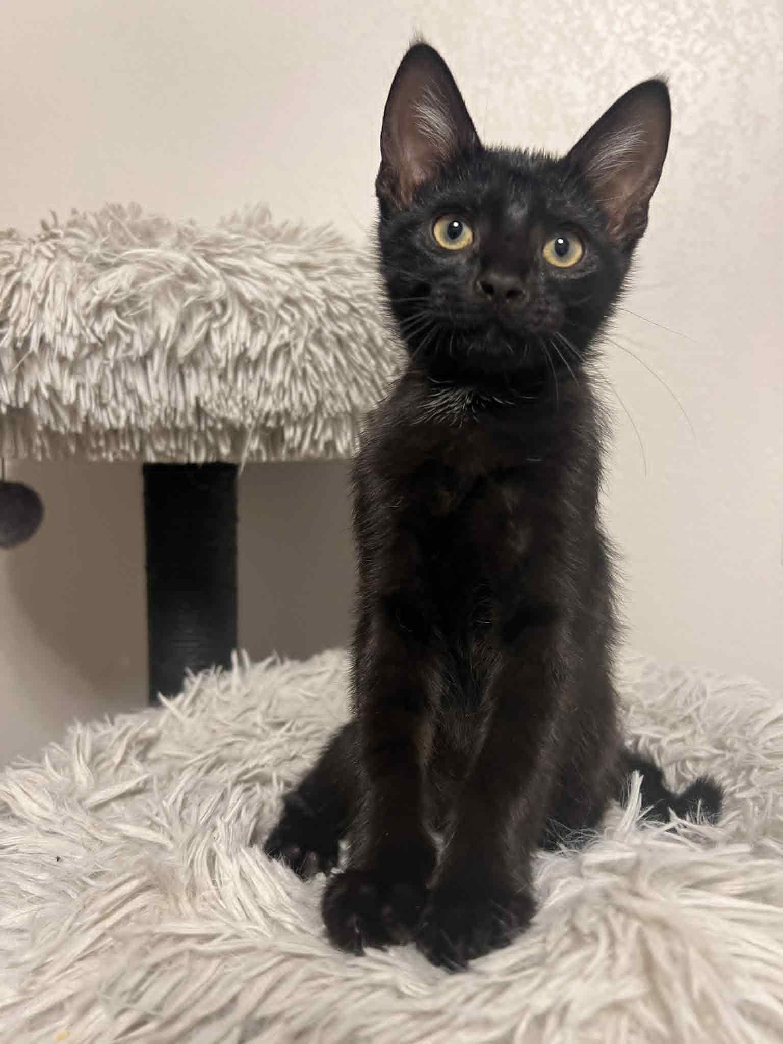 Blackberry, a Adoptable Domestic Short Hair in Mansfield, TX image 1/4