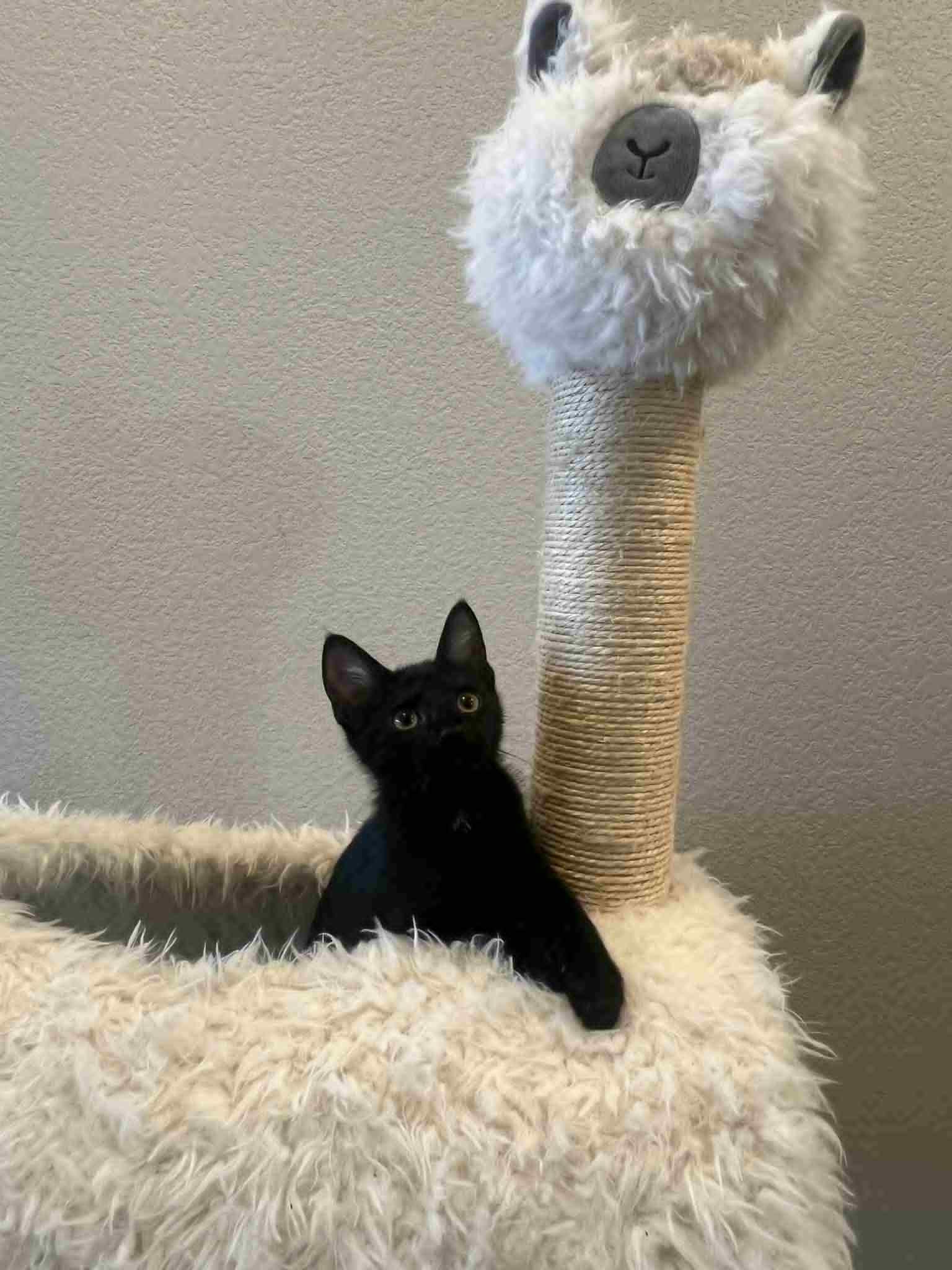 Blackberry, a Adoptable Domestic Short Hair in Mansfield, TX image 2/4