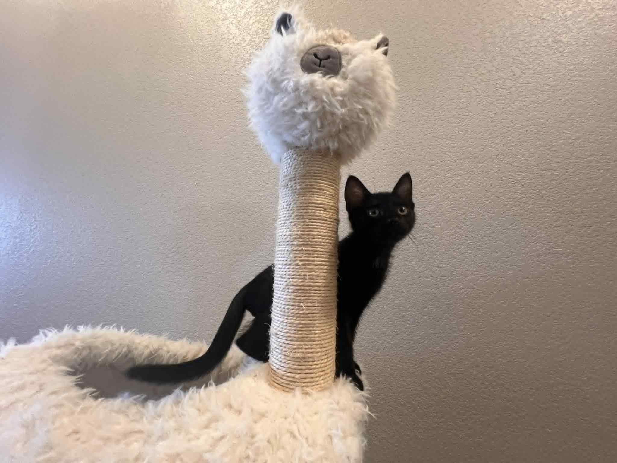 Blackberry, a Adoptable Domestic Short Hair in Mansfield, TX image 4/4