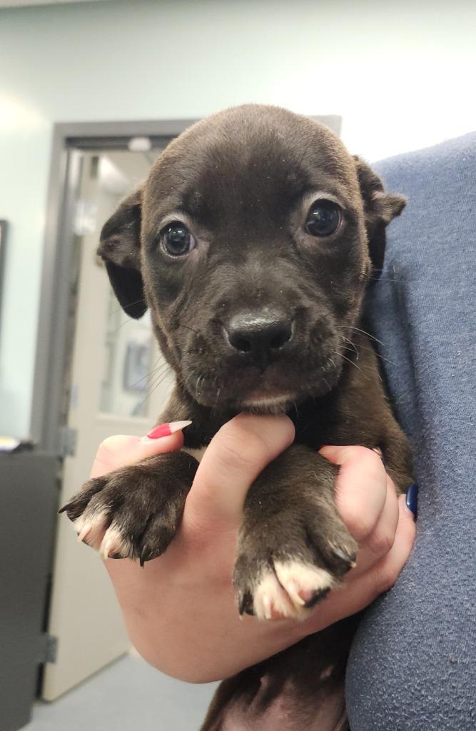 Pear, Adopted, Puppy Female Pit Bull Terrier.