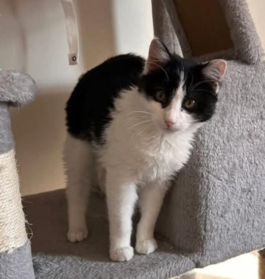 JOJO, Adoptable, Kitten Female Domestic Short Hair.