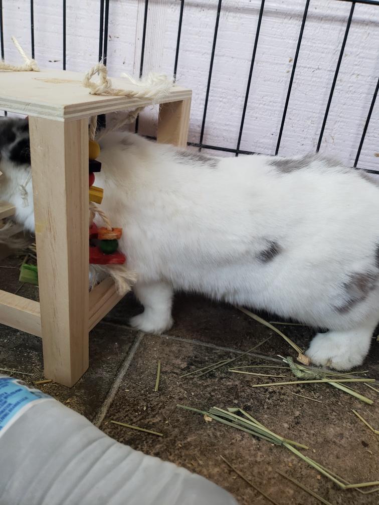 Enlarge Bandit, a Adoptable Bunny Rabbit in Kelso, WA image 2/6