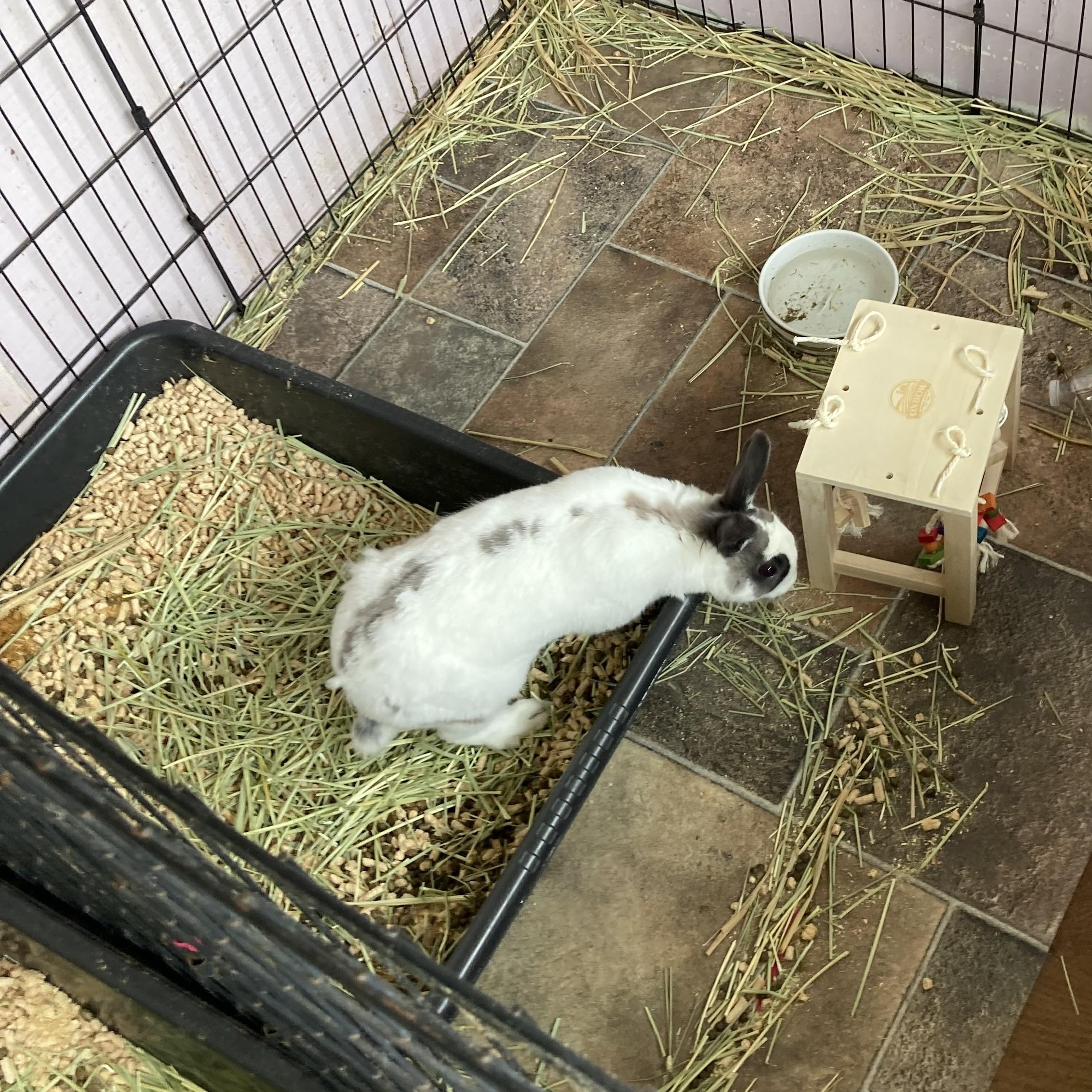 Enlarge Bandit, a Adoptable Bunny Rabbit in Kelso, WA image 4/6