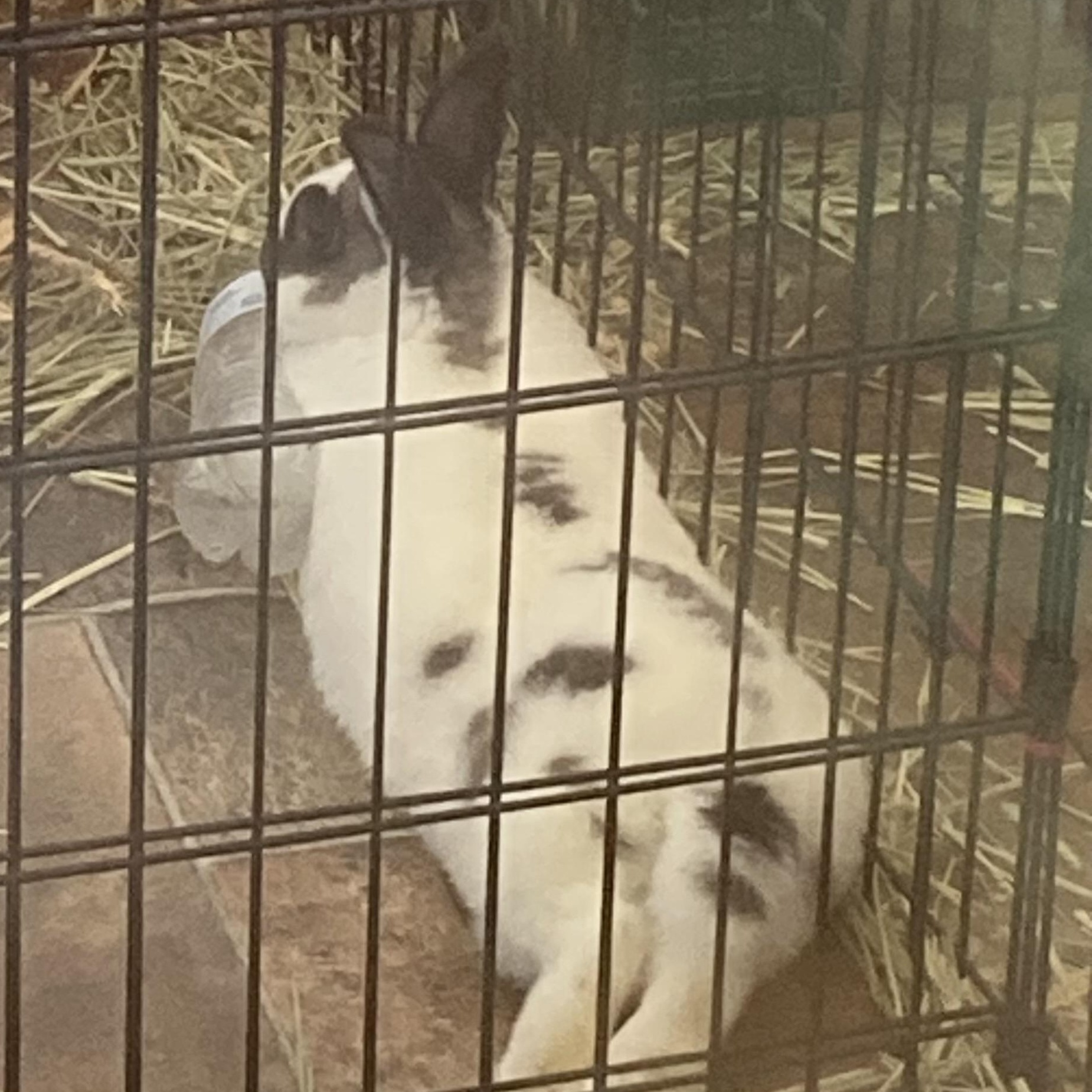 Enlarge Bandit, a Adoptable Bunny Rabbit in Kelso, WA image 5/6