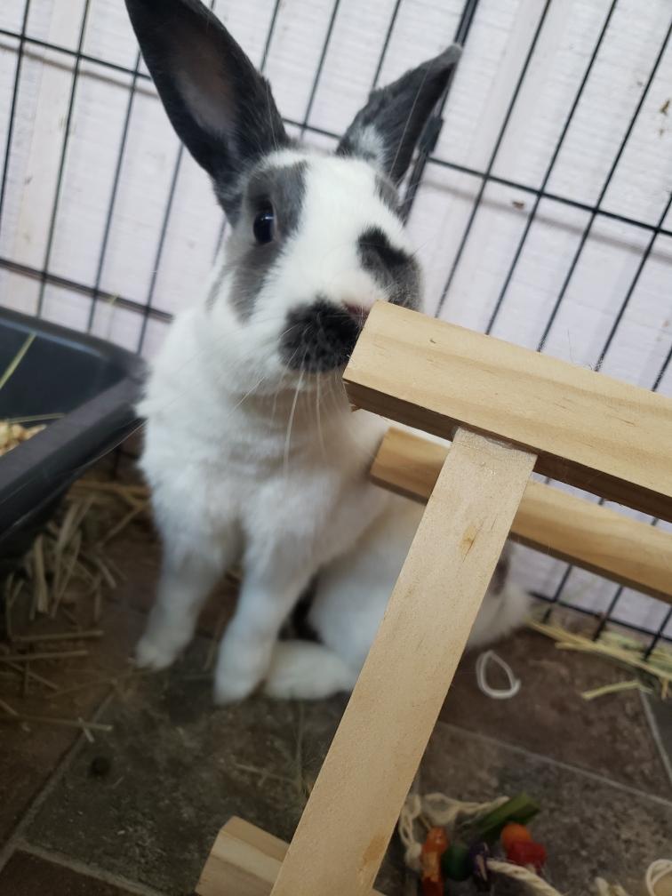 Bandit, Adoptable, Adult Male Bunny Rabbit.