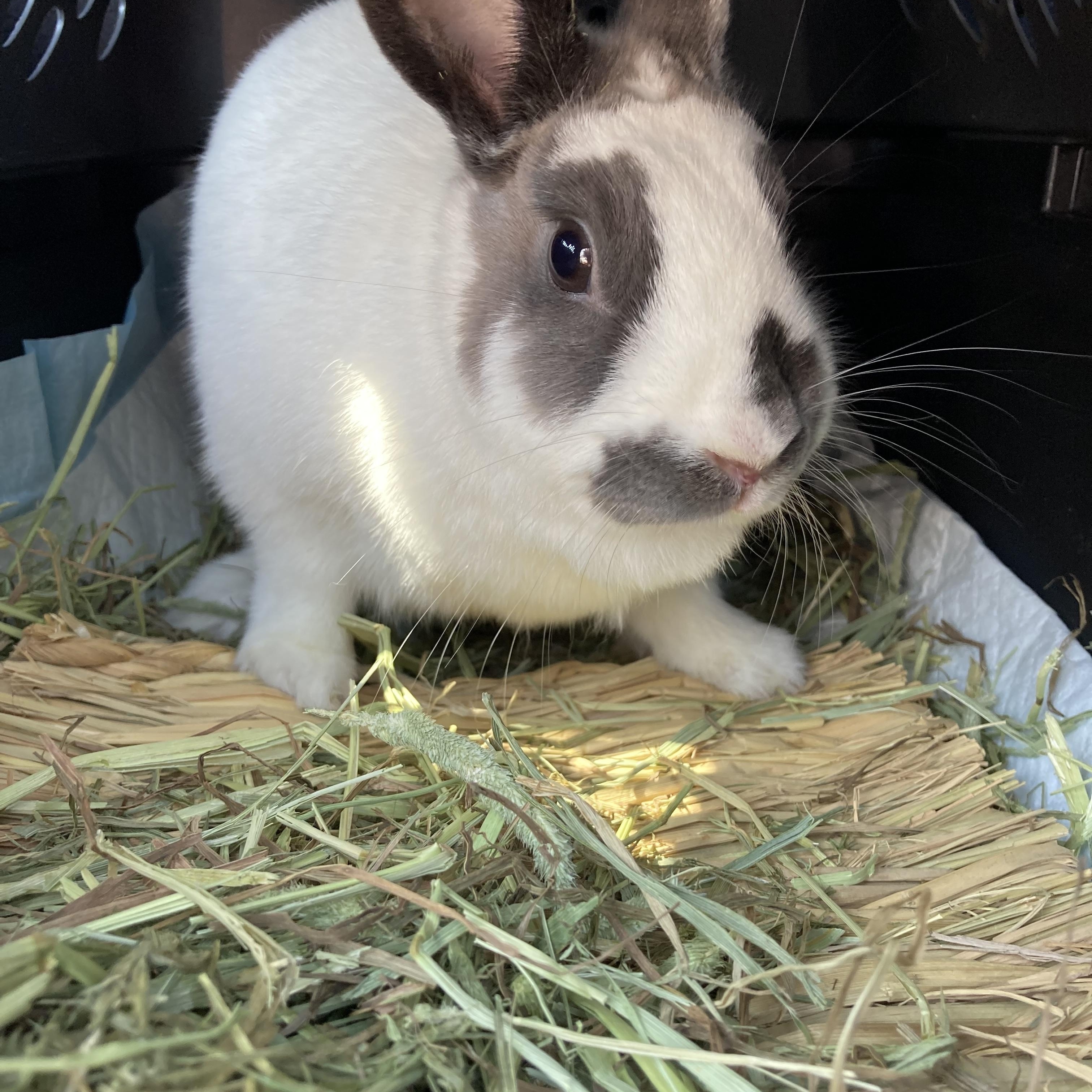 Enlarge Bandit, a Adoptable Bunny Rabbit in Kelso, WA image 3/6