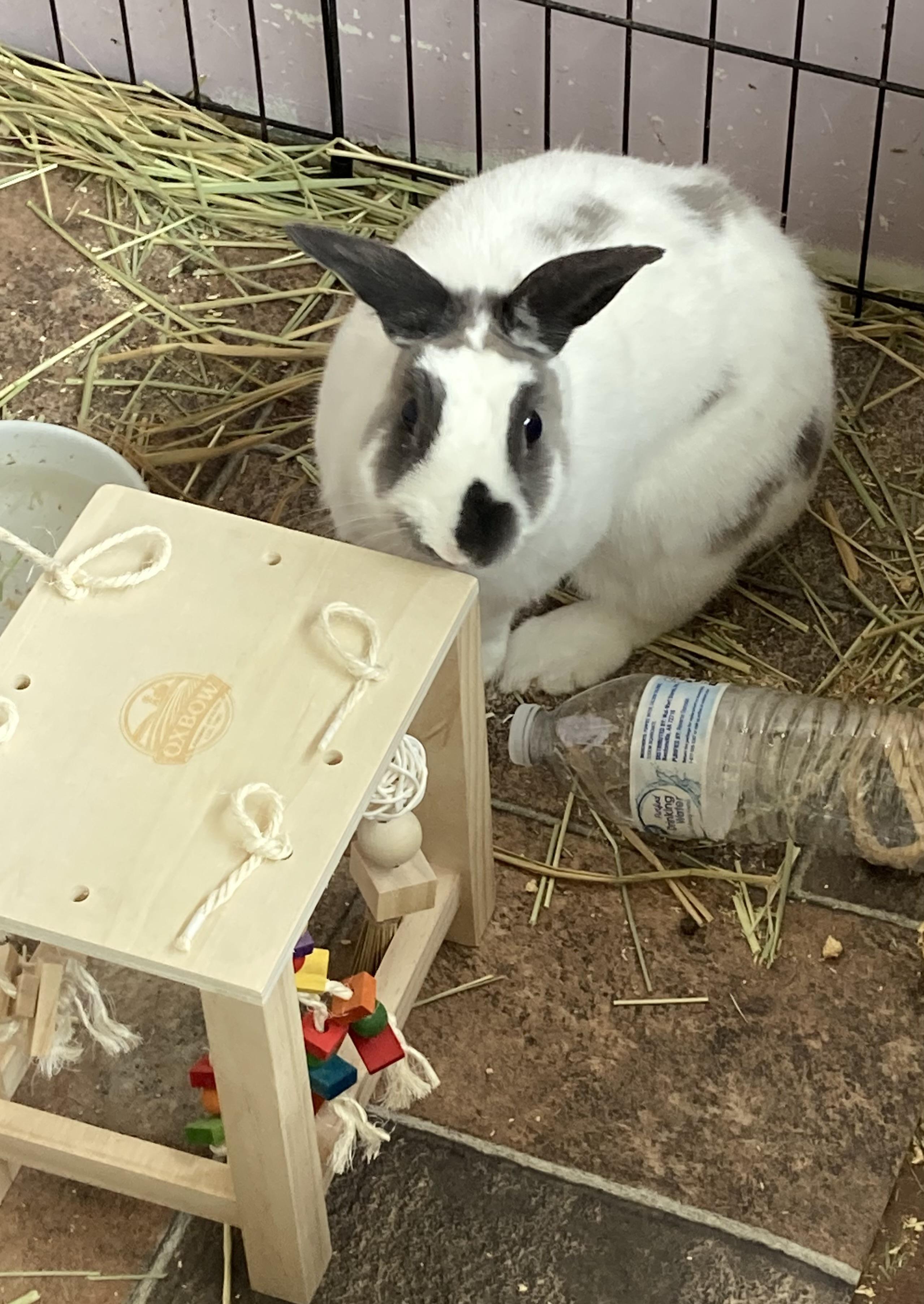 Enlarge Bandit, a Adoptable Bunny Rabbit in Kelso, WA image 6/6