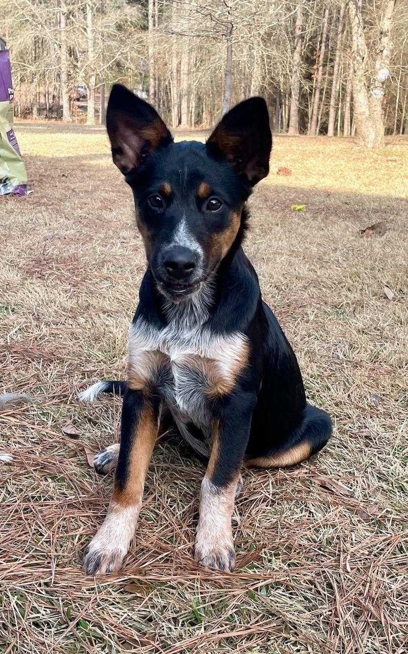 Lolly PENDING ADOPTION, ADOPTABLE, Puppy Female Shepherd & Australian Cattle Dog / Blue Heeler.