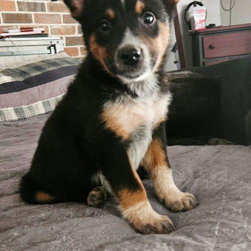 Lolly PENDING ADOPTION, ADOPTABLE, Puppy Female Shepherd & Australian Cattle Dog / Blue Heeler.