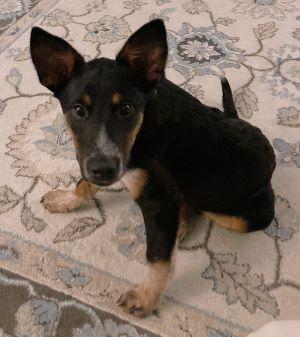 Lollie Adopted, a ADOPTABLE mixed breed in South Portland, ME image 4/6