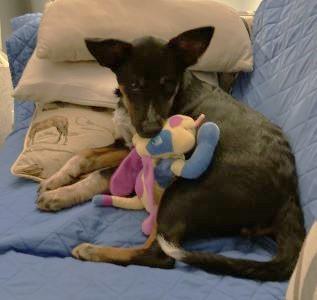 Lollie Adopted, ADOPTABLE, Puppy Female Shepherd & Australian Cattle Dog / Blue Heeler.