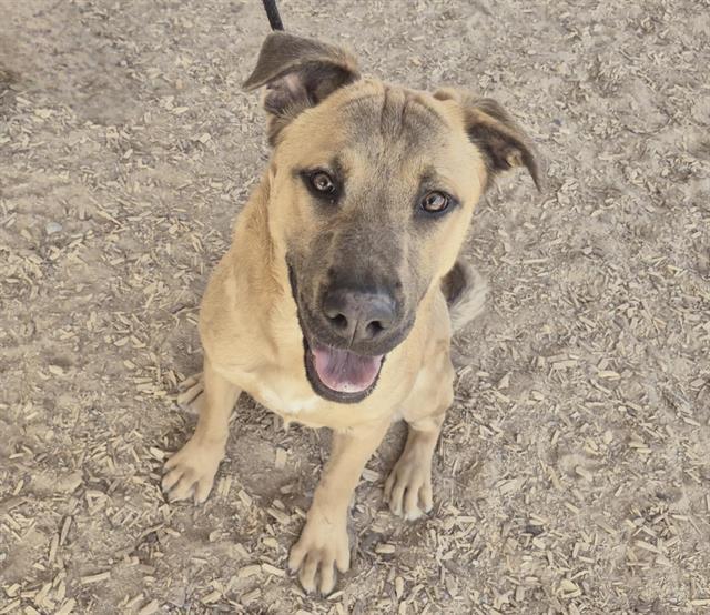 Enlarge ROKY, a Adoptable mixed breed in Albuquerque, NM image 1/2