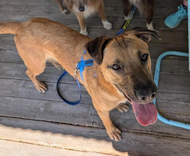 ROKY, Adoptable, Young Male German Shepherd Dog & Mixed Breed.