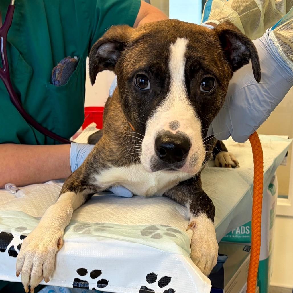 Pudge, Adoptable, Adult Male Pit Bull Terrier & Mountain Cur.