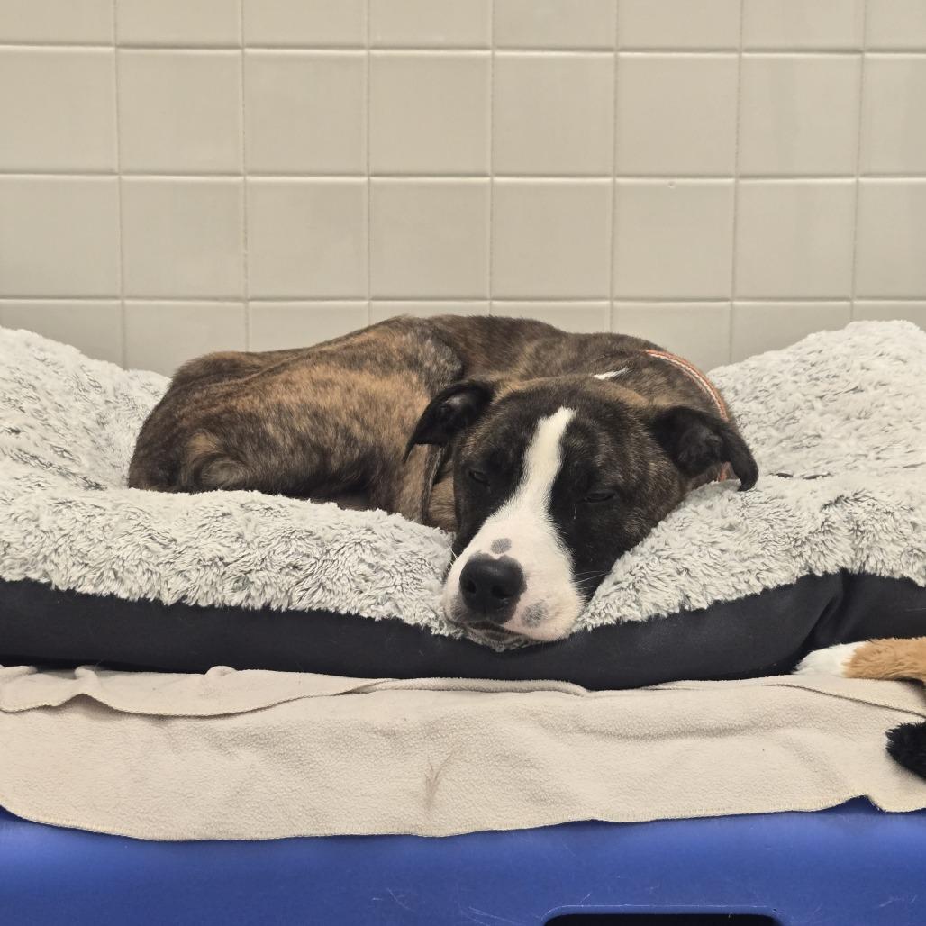 Enlarge Pudge, a Adoptable mixed breed in Nashville, TN image 2/2