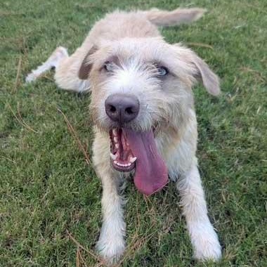 Enlarge Lizzy, an adoptable mixed breed in White Bear Lake, MN image 4/5