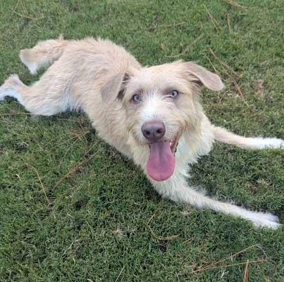Enlarge Lizzy, an adoptable mixed breed in White Bear Lake, MN image 2/5