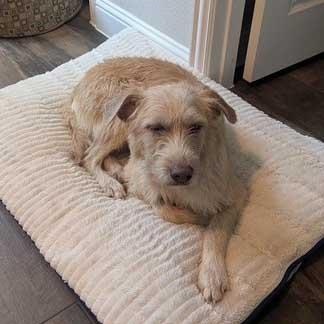 Enlarge Lizzy, an adoptable mixed breed in White Bear Lake, MN image 3/5