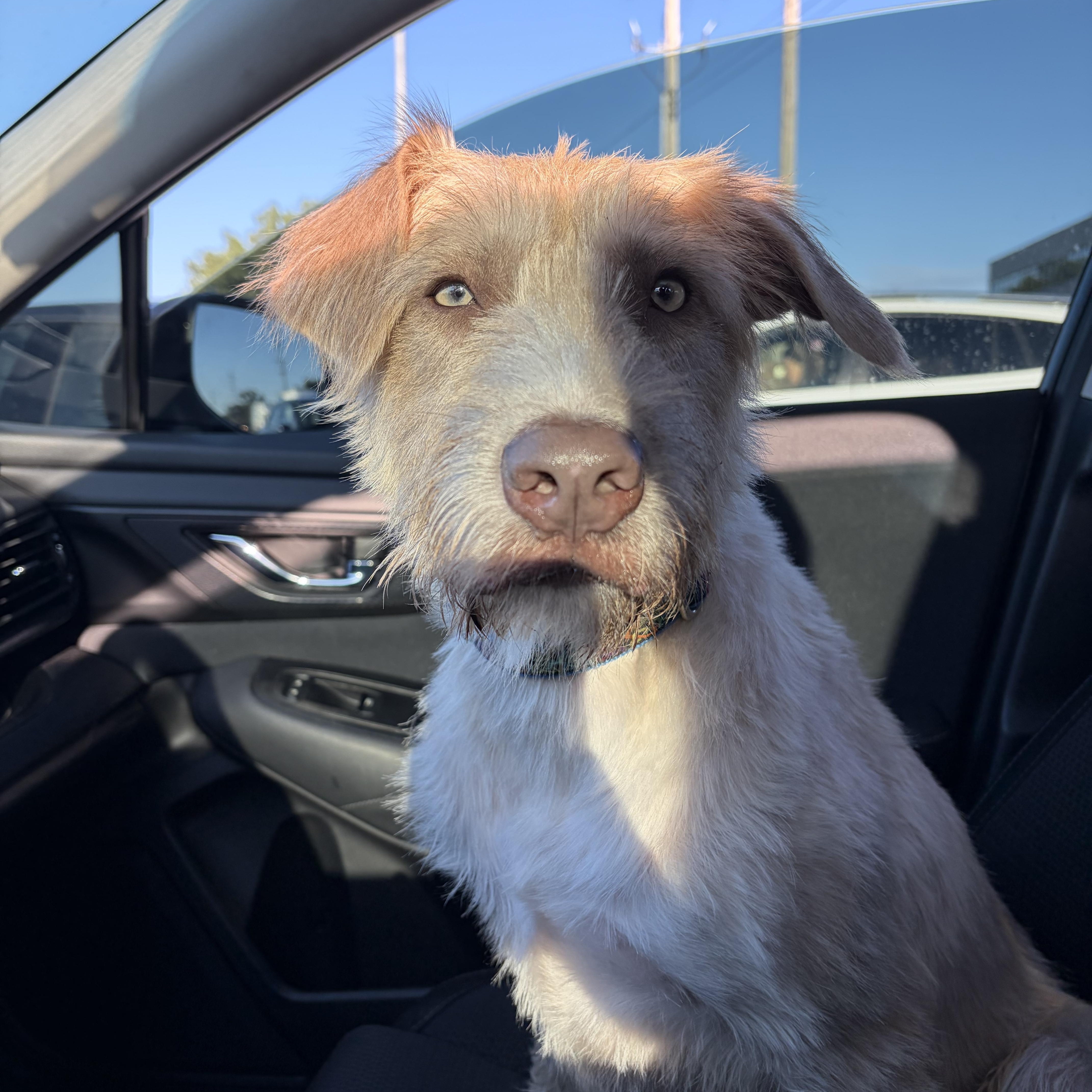 Enlarge Lizzy, an adoptable mixed breed in White Bear Lake, MN image 5/5