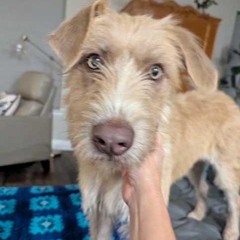 Enlarge Lizzy, an adoptable mixed breed in White Bear Lake, MN image 1/5