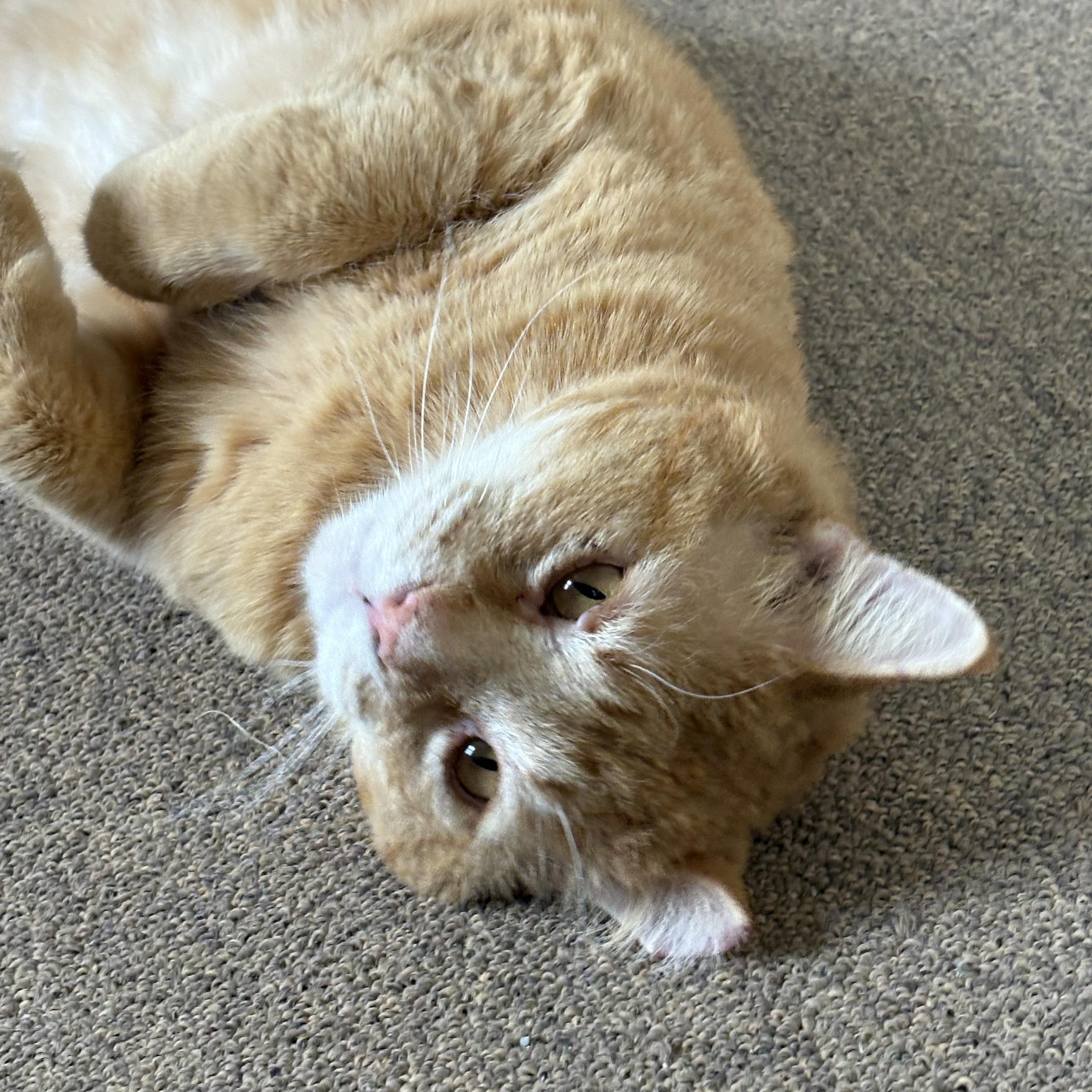 Enlarge Rusty, a ADOPTABLE Domestic Short Hair in Garden City, MI image 2/4