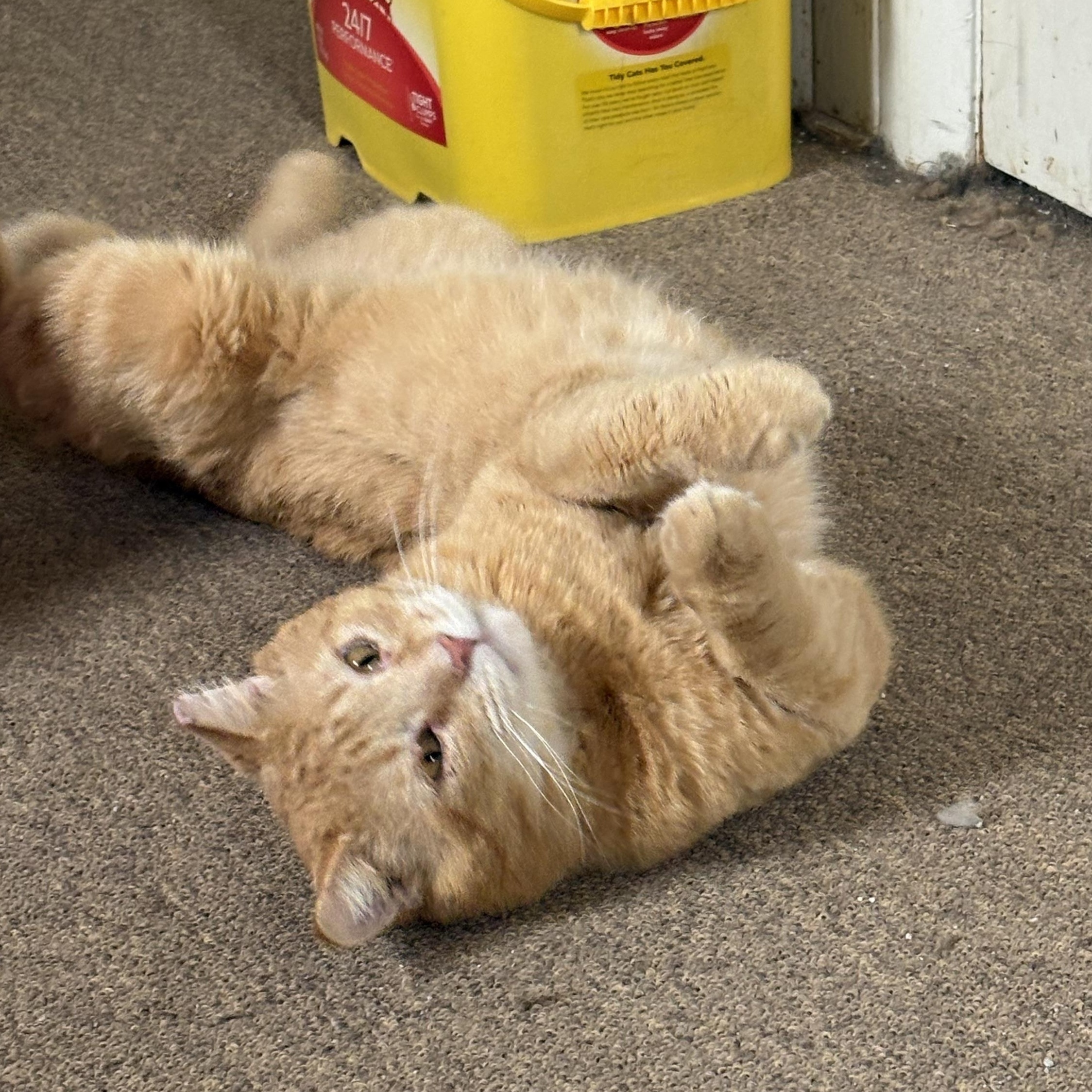 Enlarge Rusty, a ADOPTABLE Domestic Short Hair in Garden City, MI image 1/4