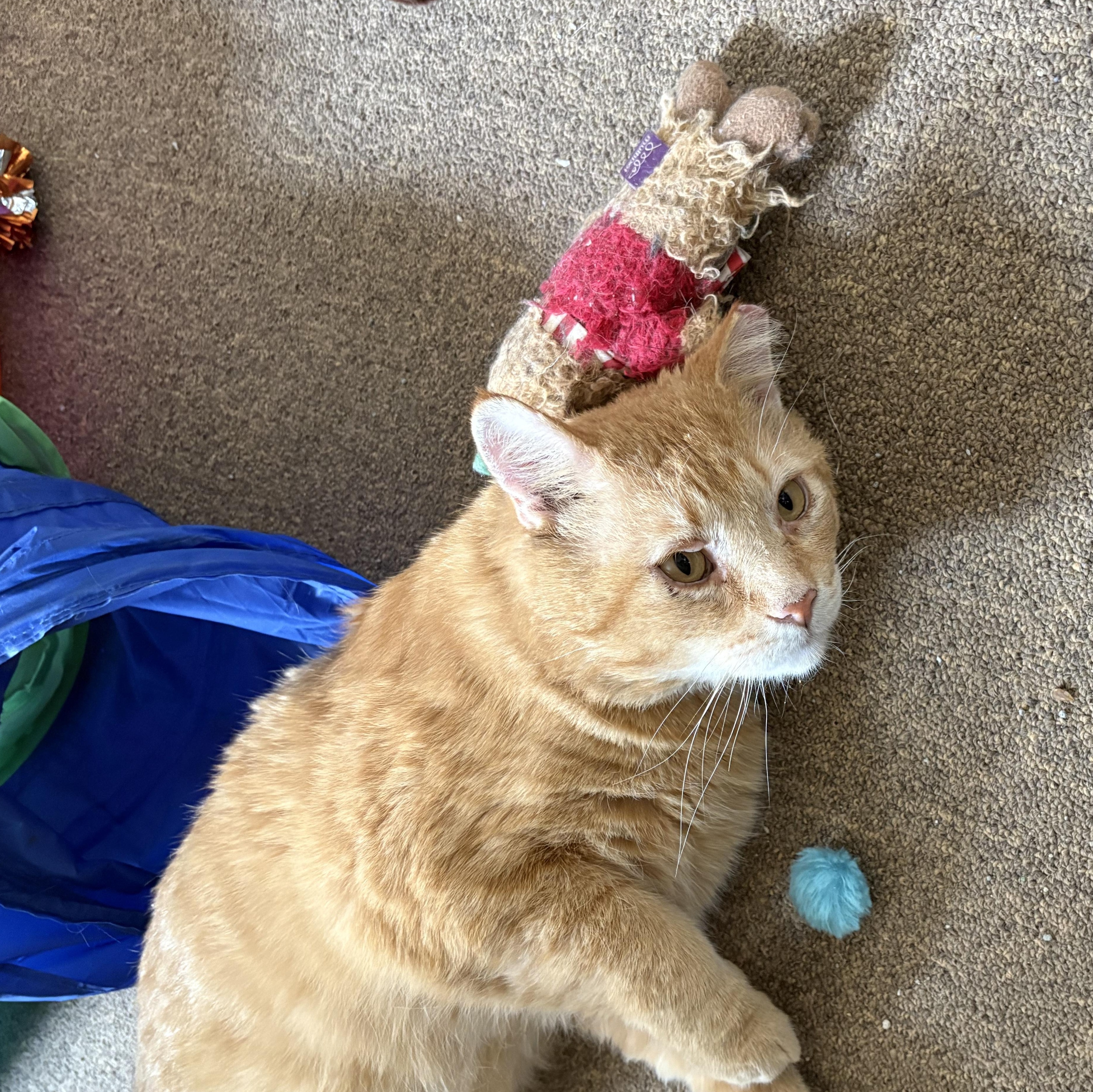 Enlarge Rusty, a ADOPTABLE Domestic Short Hair in Garden City, MI image 3/4