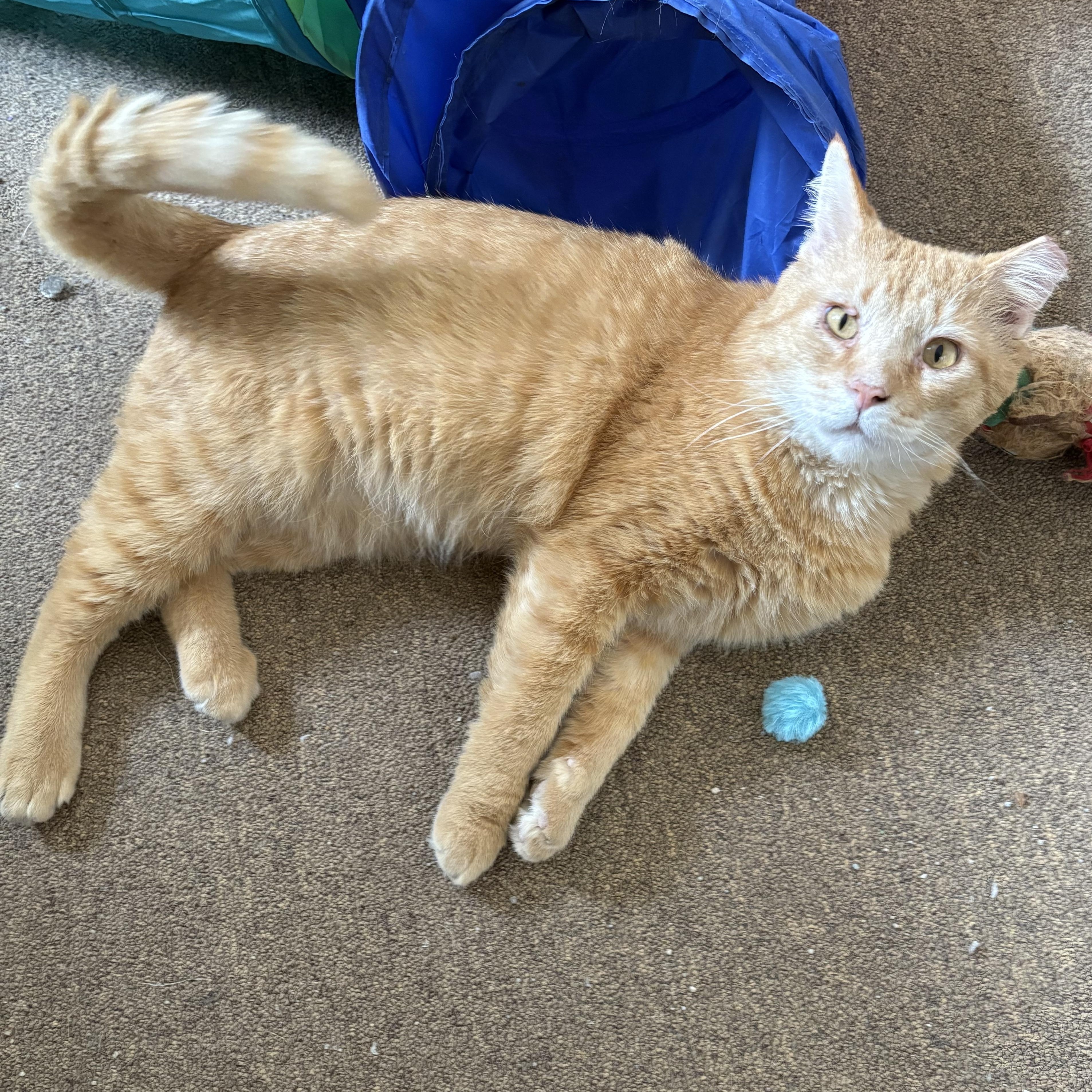 Enlarge Rusty, a ADOPTABLE Domestic Short Hair in Garden City, MI image 4/4