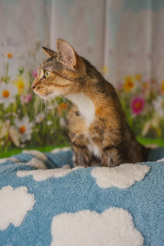 Cookie, Adoptable, Young Female Domestic Short Hair.